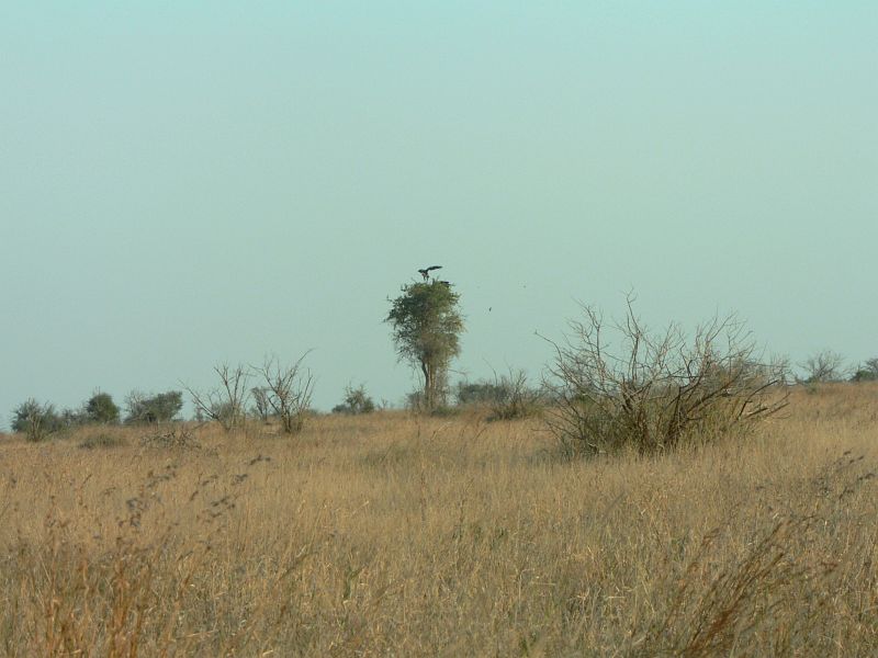 JAR 201_orel.JPG - Celá savana je téměř prostá stromů a to díky slonům, kteří se k nim nechovají zrovna v rukavičkách. Proto na téměř každém vyšším stromu byl nějaký dravec. Zde dokonce krmil svá mláďata.